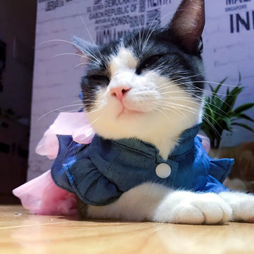 Denim Cat Dress for Sphynx Cats Summer Pet Skirt