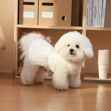 Lace Dog Skirt Princess Dress